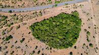 Mato Grosso do Sul tem menor índice de desmatamento ilegal do cerrado