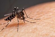 Chega a 15 o número de mortes por dengue em MS este ano