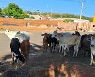 Presença de gado solto no bairro Moreninhas preocupa moradores