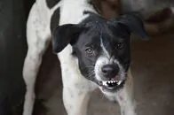 Ataque de cachorro a idoso de 83 anos gera cobrança por fiscalização