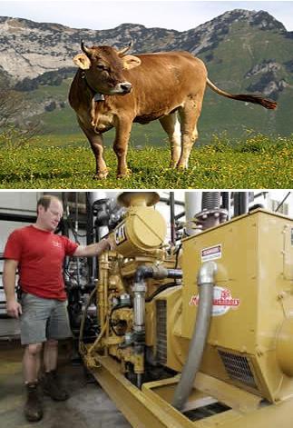 Produtores de laticínios usam sistemas de processamento para colher metano do estrume da vaca.