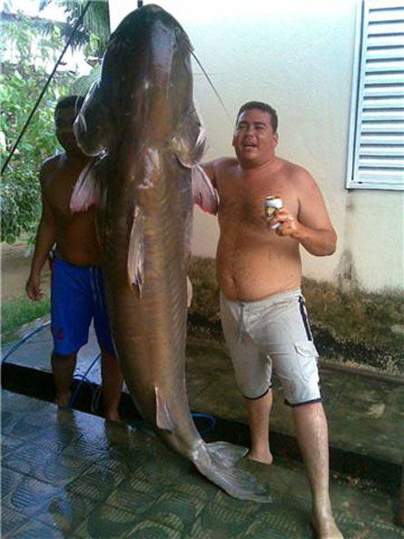 Um Jaú de 180 quilos foi pescado no rio Paraguai em CáceresDivulgação