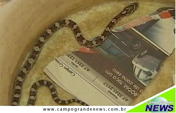 Emissora de TV de SP filmou cobra, após descoberta nos Correios.Imagem da TV Tem