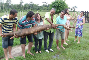 Mandioca gigante foi colhida pelo produtor rural Jurandir José dos Santos (Foto: divulgação)