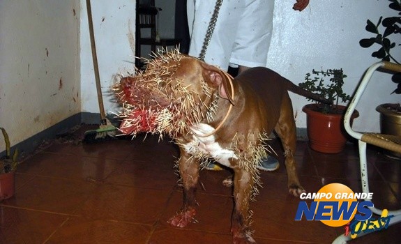 Cachorro teve o rosto e parte do corpo tomados pelos espinhos. (Foto:Idest)