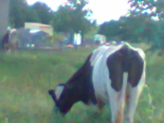 Leitora flagrou vaca pastando no cemitério de Cassilândia (Foto: Neusicler Amaral Ramos)