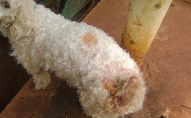 Um dos cachorros, de raça Poodle, estava com machucados na parte traseira, proveniente de alguma doença. (Foto: Reprodução/ Campo Grande News)