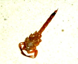 Escorpiões também aparecem na residência de médico
