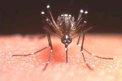Epidemia de dengue pode atingir uma mesma pessoa quatro vezes