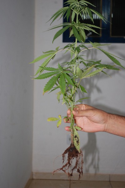 Denúncia anônima levou a policia descobrir cultivo de maconha em Chapadão do Sul