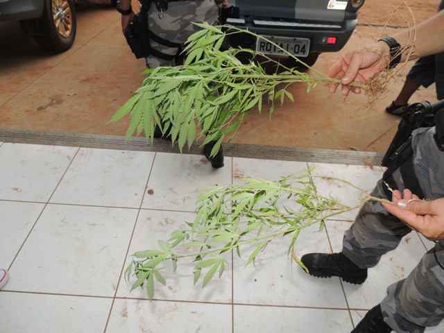 A planta Cannabis Sativa foi encontrada na residência da suspeita (Foto: Rádio Caçula)