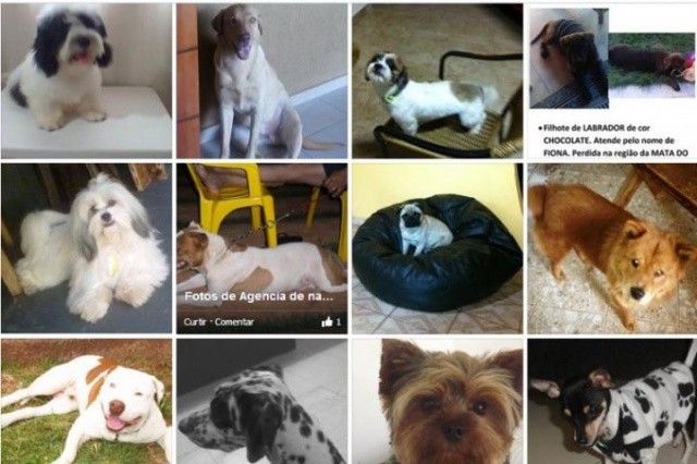 Página no Facebook vira agência de namoro só para cães em Campo Grande 