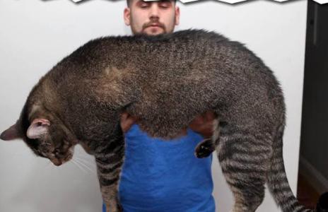 Gato de 1 metro e quase 10 quilos encontra lar depois de longa espera; veja foto