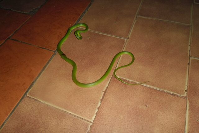 Professor de Biologia cassilandense explica sobre a cobra verde e seu veneno