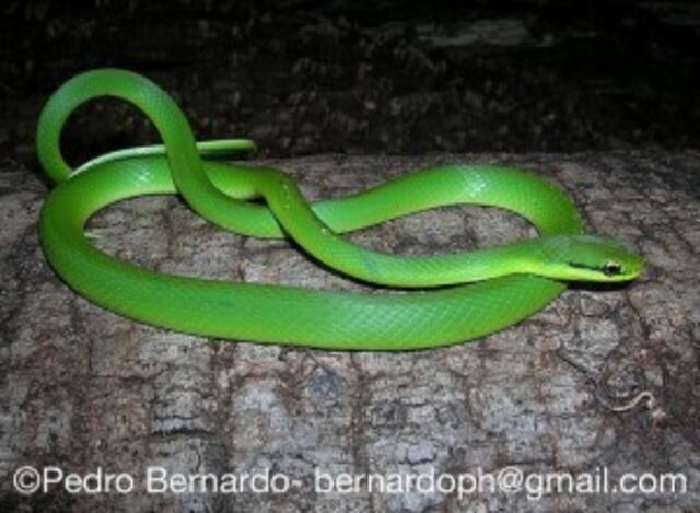 Professor de Biologia cassilandense explica sobre a cobra verde e seu veneno