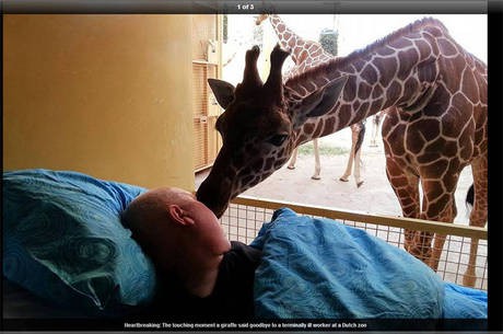 Foto: Reprodução/ Daily Mail A girafa reconheceu Mario e percebeu que ele não estava bem