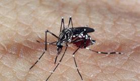Casos de dengue poderão ser detectados em 20 minutos com aparelho desenvolvido pela USP Agência Brasil/Arquivo