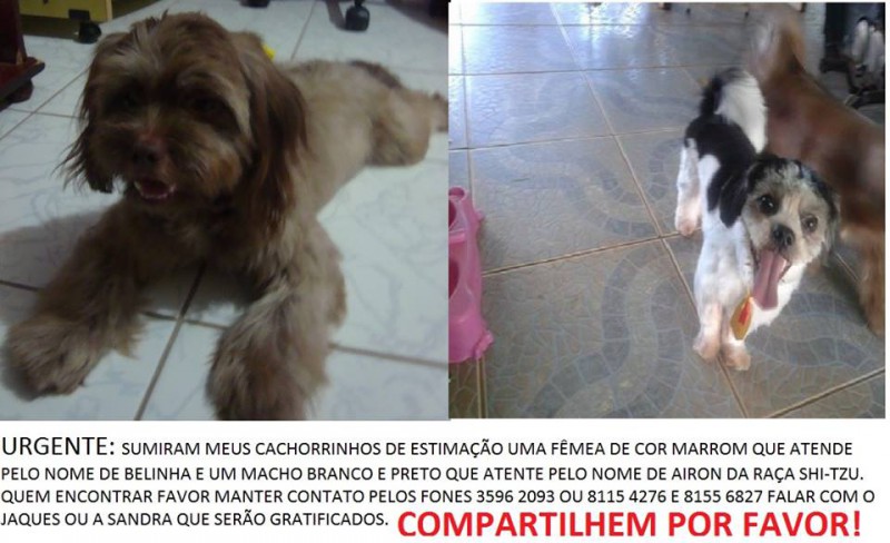 Cachorros estão desaparecidos em Cassilândia
