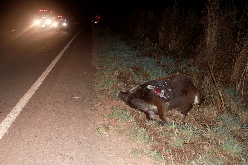 A vaca teve morte instantânea e ainda falta identificar o seu proprietário
