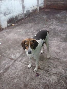 Fabiana Souza Cortes está doando o cachorro desta foto. Os interessados ligar para 8161-3545 ou 9657-5747.