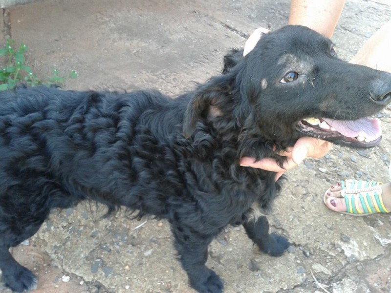 Cachorro com coleira e perdido procura seu dono em Cassilândia; veja foto