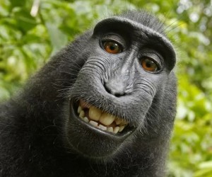 Selfie de macaco é de domínio público; veja foto