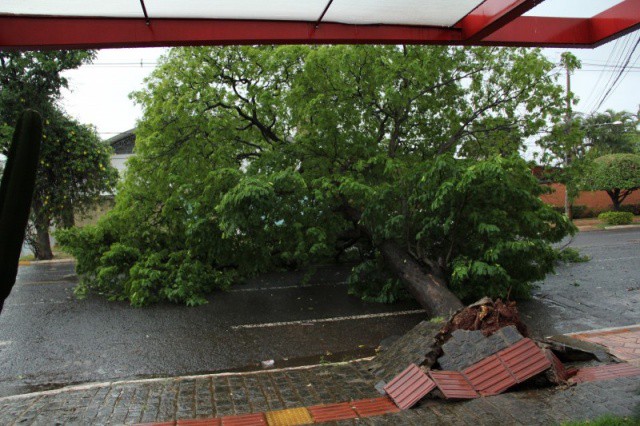 Árvore de grande porte caiu e interditou parcialmente a Rua Euclides da Cunha (Foto: Marcos Ermínio)