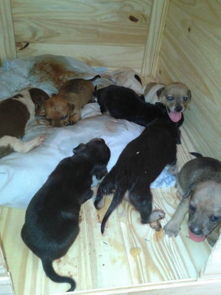 Cachorros estão para doação em Cassilândia; veja foto