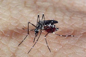 Mosquito transmissor da dengue pode propagar nova doença na Capital (Foto: Arquivo)