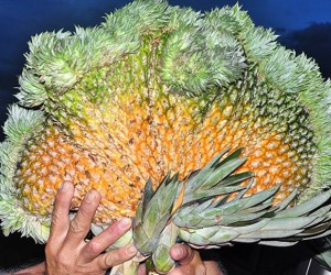 Produtor se surpreendeu ao colher fruta  (Foto: Alcinópolis.com)