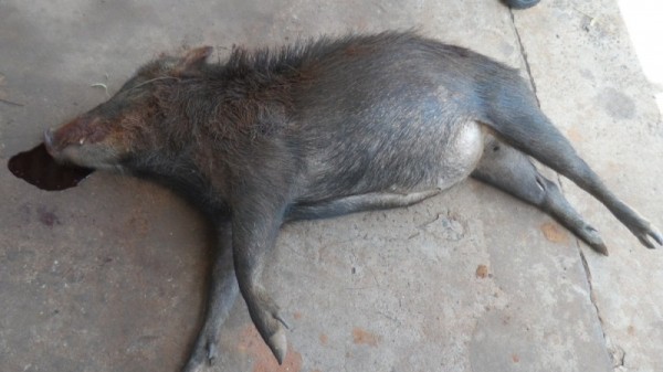 PMA prende dois caçadores por abate de animal silvestre