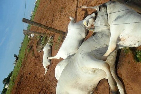 23 cabeças de gado foram atingidas pelo raio. Foto Terezinha Rodrigues/Facebook