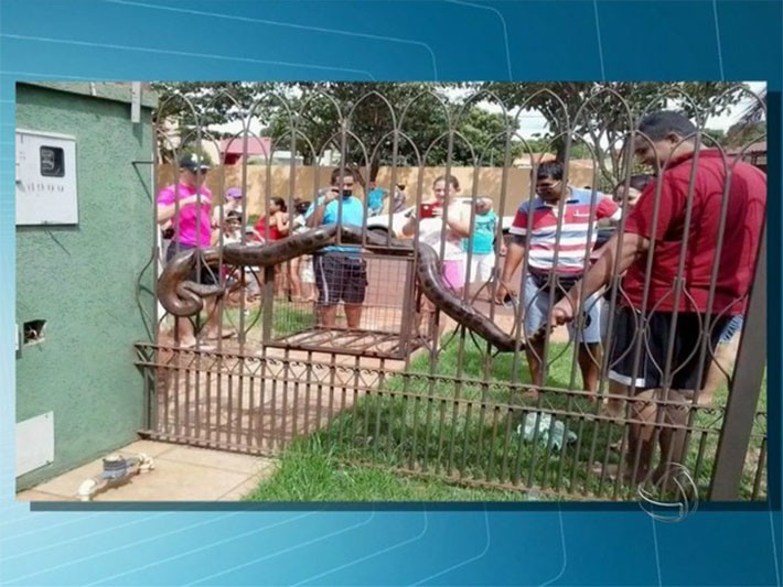 Fotogaleria: Sucuri enorme aparece em portão de casa em Maracaju
