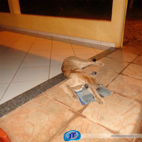José Carnaúba Paiva, o Paiva da PRF, fotografou um filhote de onça parda deitada na área do posto da PRF (Polícia Rodoviária Federal), na BR-158, próximo à Paranaíba