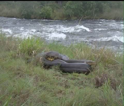 Cobra encontrada nas margens do rio Aporé (Foto: José Alberto)
