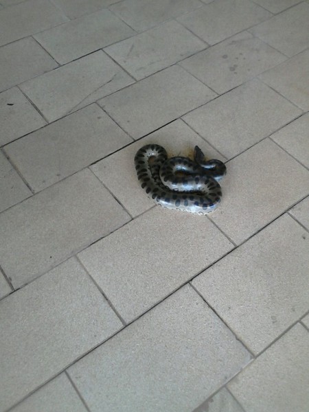 No Facebook de Maria Rosaina da Silva a informação e foto de que uma cobra sucuri apareceu na sede do Sindicato Municipal dos Trabalhadores em Educação.- Simted
