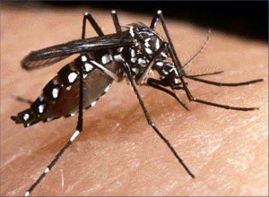 Mulher morre de dengue hemorrágica 4 dias após apresentar sintomas 