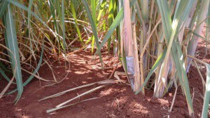 Para a produção de cana-de-açúcar espera-se aumento de 10% no valor bruto (Foto: Caroline Maldonado)