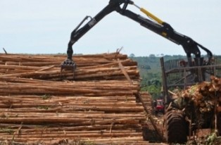 Biomassa de madeira para geração de energia elétrica é um futuro promissor para Mato Grosso do Sul (Foto: Reprodução/Internet)