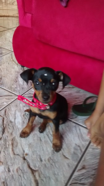 .esapareceu nesta tarde perto da Biblioteca do SESI, Vila Pernambuco, essa cachorrinha. O nome dela é Princesa e tem 3 meses. Ela pertence uma criança que esta muito triste. Qualquer informação entre  contato com os telefones: 8160-6902 Mateus ou 9931-7024 Tatyane. 