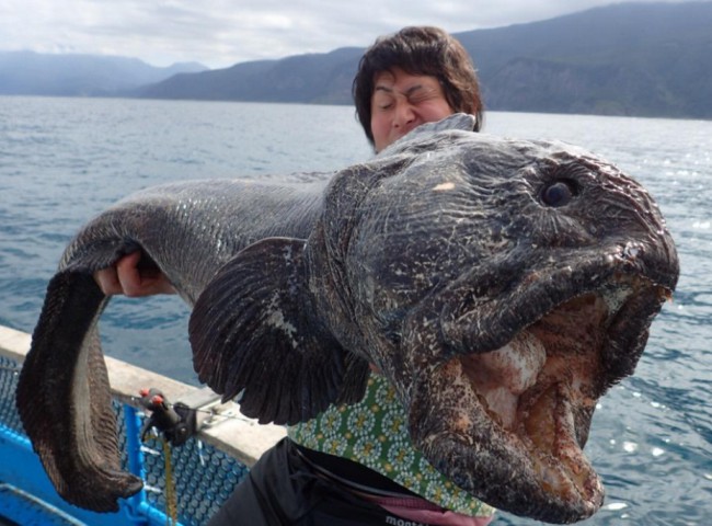 Fotogaleria: Peixe bizarro é encontrado perto da usina de Fukushima