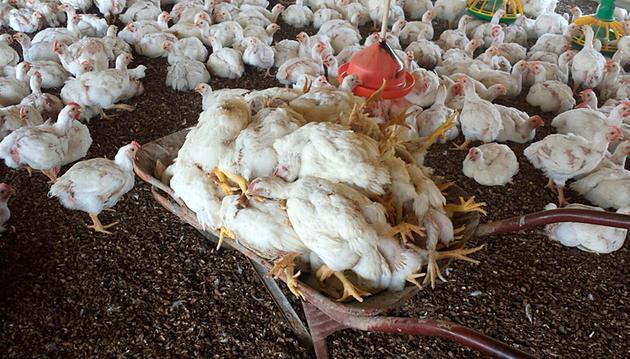 Fotogaleria: calor mata 5 mil frangos em José Bonifácio