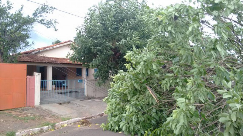 A árvore ocupou toda a largura da rua - Foto Facebook Lucenir