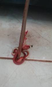 Cobra é encontrada no interior de residência 
