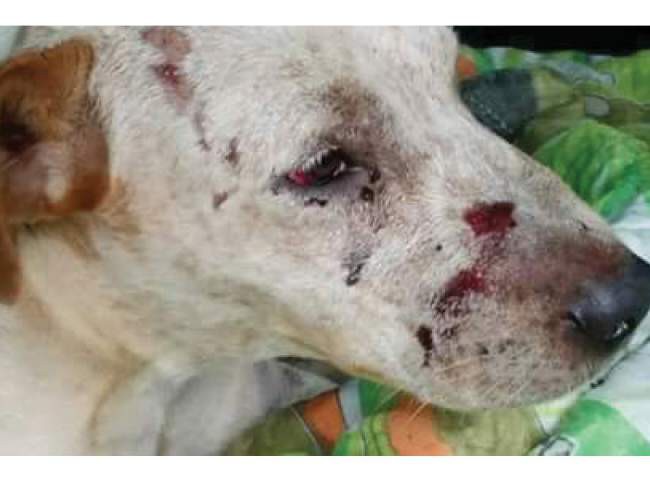 Crueldade: cachorro é espancado em Campo Grande e fica paraplégico