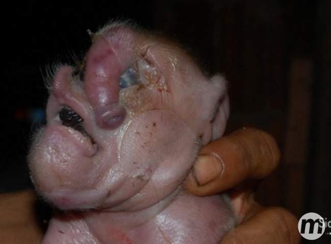 Fotogaleria: filhote de porco nasce com tromba em fazenda de MS 