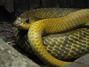 Cobra conhecida como papa-pinto não é peçonhenta e foi solta em uma mata após a captura. (Foto: PMA/ Divulgação)