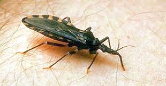 Farmacêuticos estudam uso da melatonina contra Doença de Chagas
