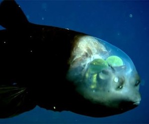 Conheça o bizarro peixe-olhos-de-barril, que possui cabeça transparente