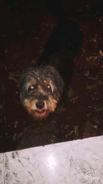 Mais um cachorro desaparece em Cassilândia; veja foto